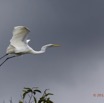 119 LOANGO Inyoungou Oiseau Grande Aigrette Egretta alba en Vol 12E5K2IMG_79160wtmk.jpg